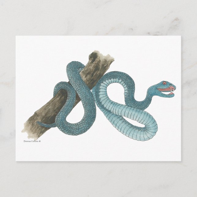 Collection Austrailian  snake Post Card (Front)