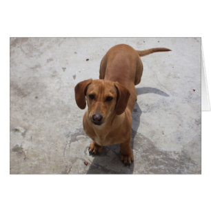 Collection Cute Dachshund