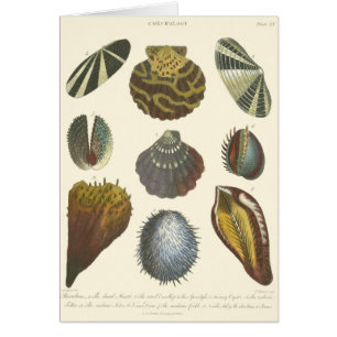 Collection de conchyliologie