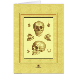 "Collection de crâne "