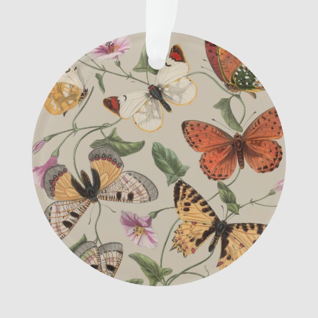 Collection de la papillon Moth Nature Dessin (devant)