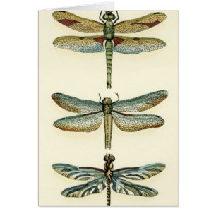 Collection de libellule par Chariklia Zarris