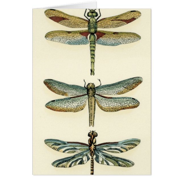 Collection de libellules par Chariklia Zarris (Devant)
