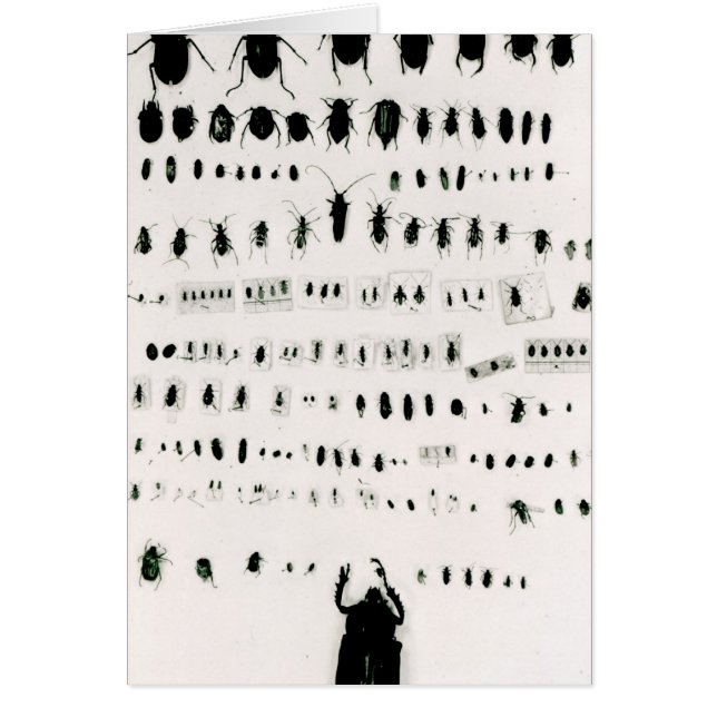 Collection de l'insecte de Darwin (Devant)