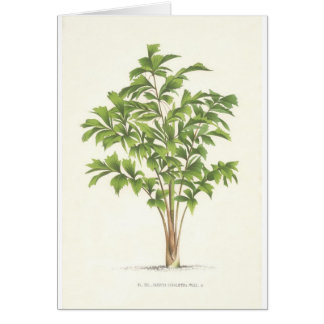 Collection de paume - dessin I