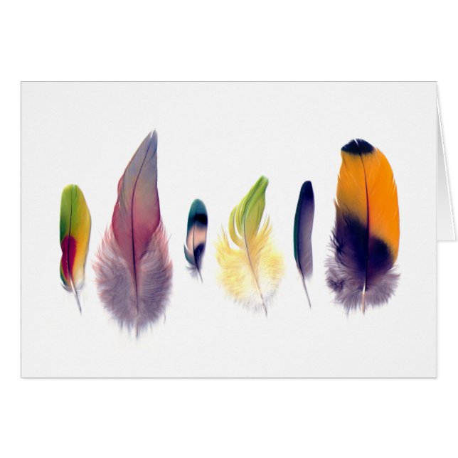 Collection de plume de perroquet (Devant horizontal)