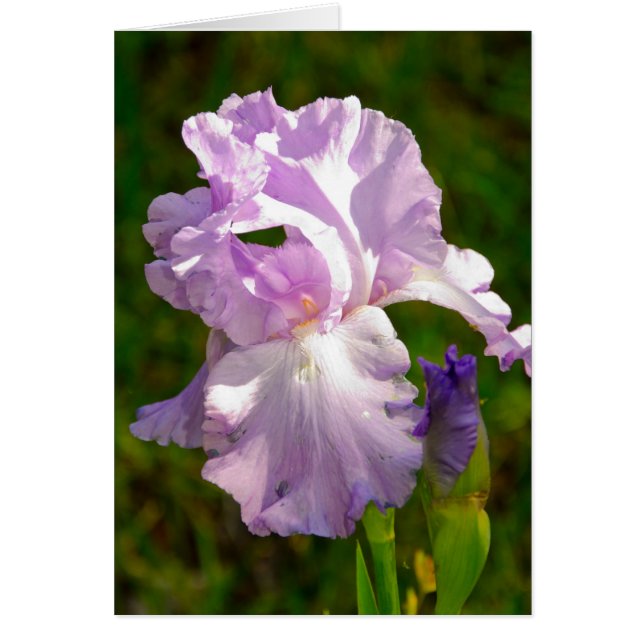 Collection "Iris le matin" (Devant)