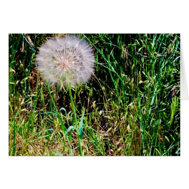 Collection "Make a Wish" (Devant horizontal)