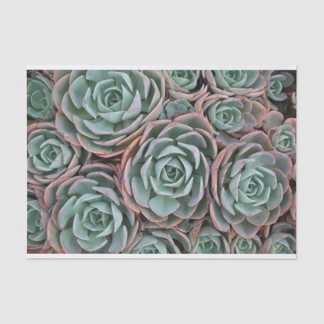 Collection of Blushing Succulents Tissue Paper (Front)