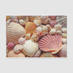 Collection of Seashells Scallops Clams and Conch Tissue Paper