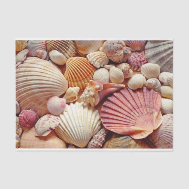 Collection of Seashells Scallops Clams and Conch Tissue Paper (Front)
