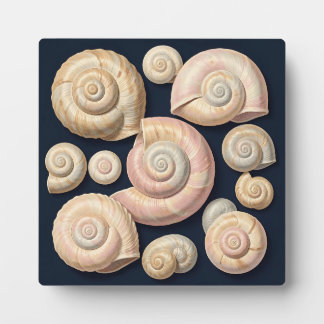 Collection of Spiral Seashells Beige Pink Nautical Plaque