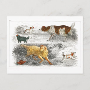 Collection of various dogs by Oliver Goldsmith Postcard