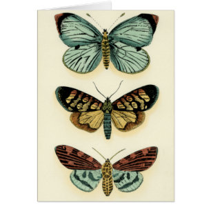 Collection Papillons par Chariklia Zarris