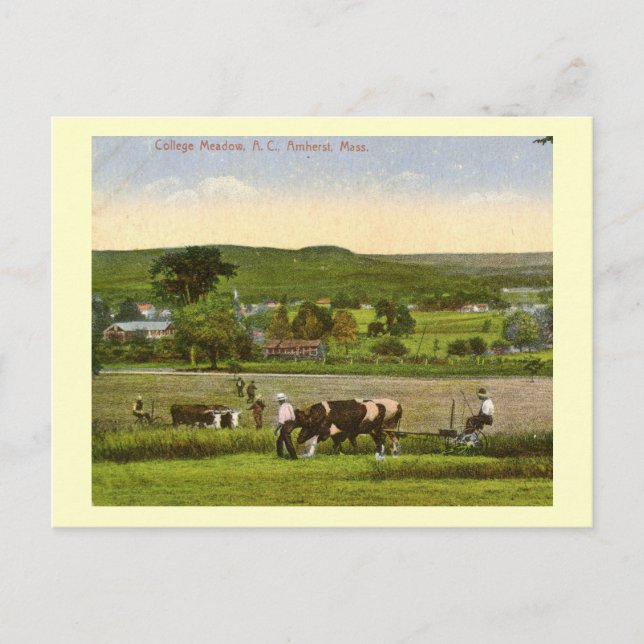 College Meadow, Amherst Massachusetts 1912 Vintage Postcard (Front)