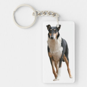 Collie