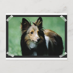 collie-16 postcard