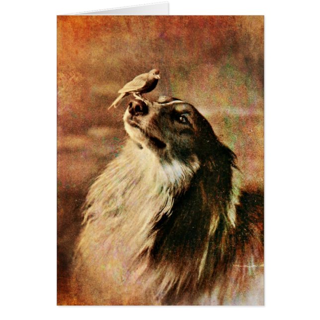 Collie and Bird (Front)