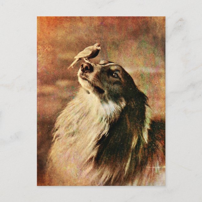 Collie and Birdie Postcard (Front)