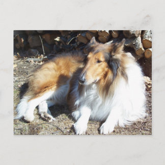 Collie avec cartes postales en bois de chauffage