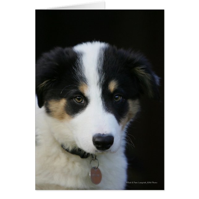 Collie Collie Puppy vieille frontière de 12 semain (Devant)