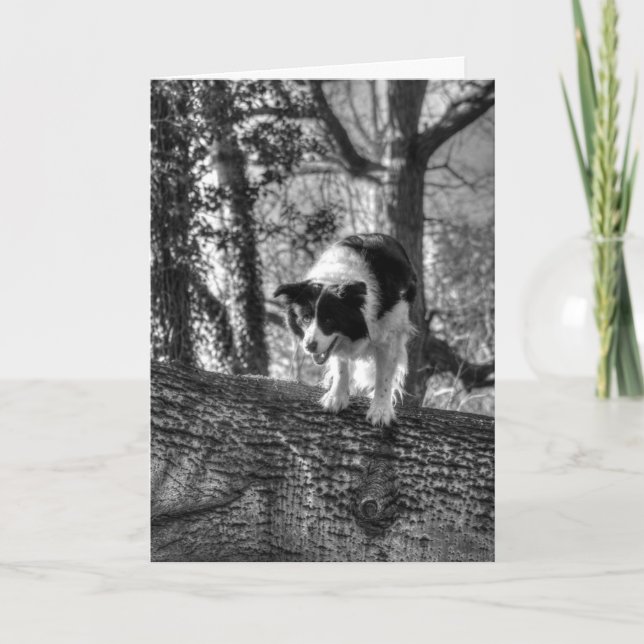 Collie dans les bois Carte d'anniversaire (Devant)