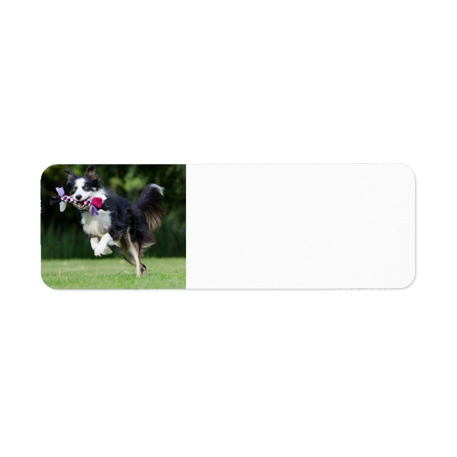 collie de bordure courant avec jouet (Devant)