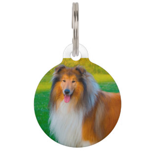 Collie Dog. Pet Tag