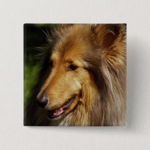 Collie Dog Photograph 2 Inch Square Button