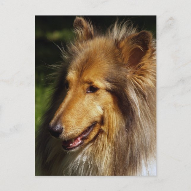 Collie Dog Photograph Postcard (Front)