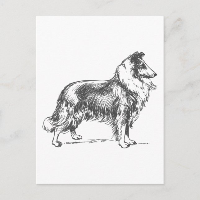 Collie Dog Postcard (Front)