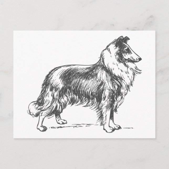Collie Dog Postcard (Front)