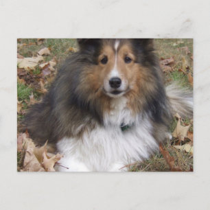 Collie Dog Postcard