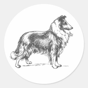 Collie Dog Sticker
