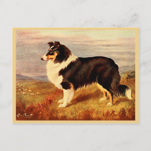 Collie dog vintage illustration postcard