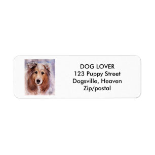 COLLIE D'OR AMICALE