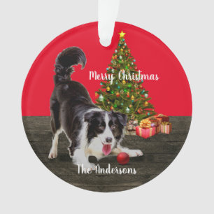 Collie frontalier et sapin de Noël 