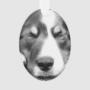 COLLIE FRONTALIÈRE
