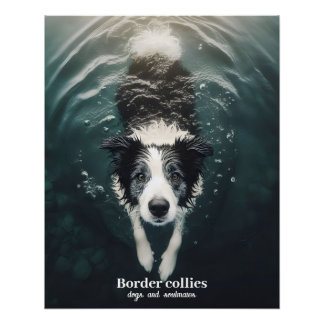Collie frontière - affiche
