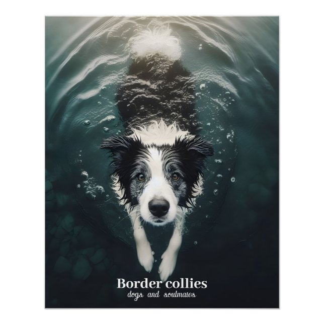 Collie frontière - affiche (Devant)