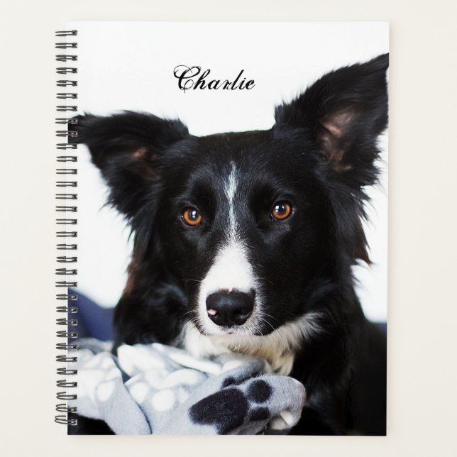 Collie frontière noire et blanche personnalisée (Devant)