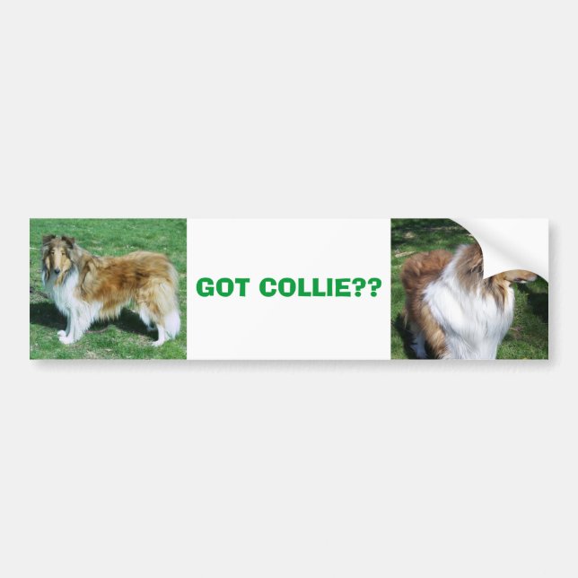 COLLIE, GOT COLLIE?? BUMPER STICKER (Front)