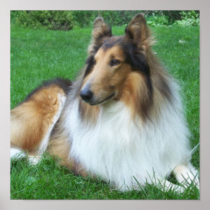 Collie in the Grass Poster