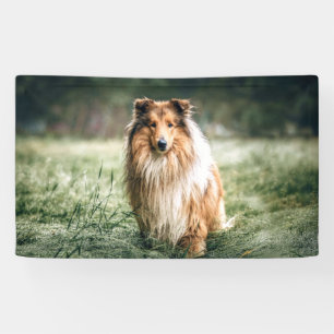 Collie in the Rough Grassland Banner