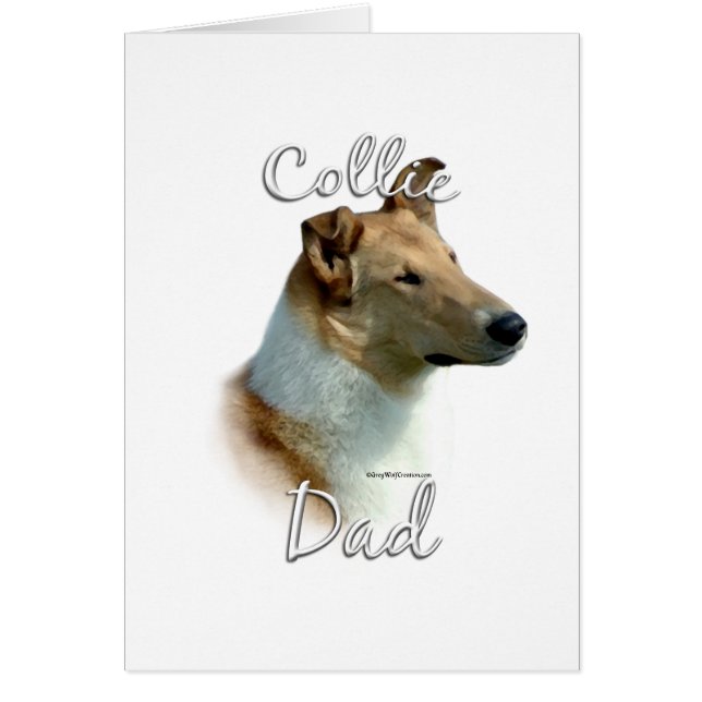 Collie (lisse) Papa 2 (Devant)