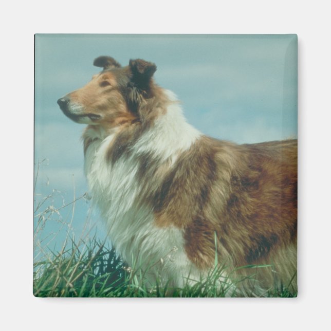 Collie Magnet (Front)