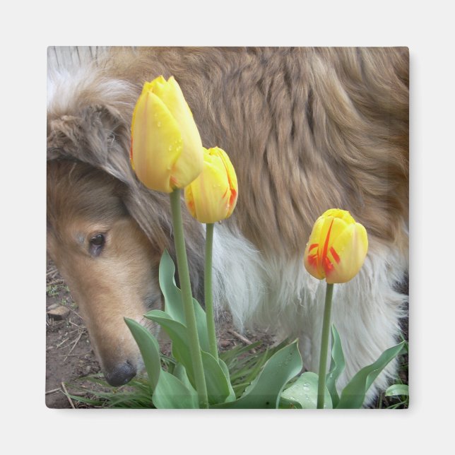 Collie N Tulips Magnet (Front)