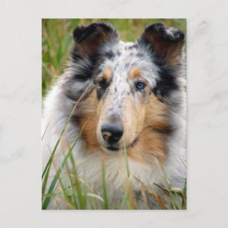 Collie Postcard