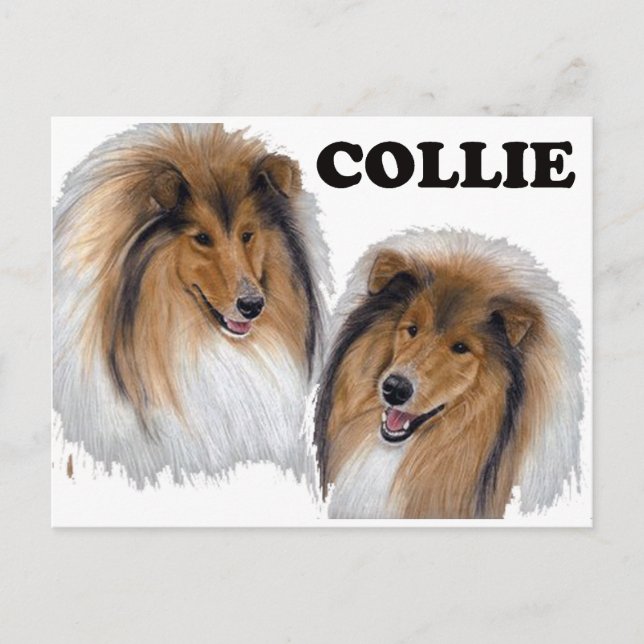 Collie Postcard (Front)