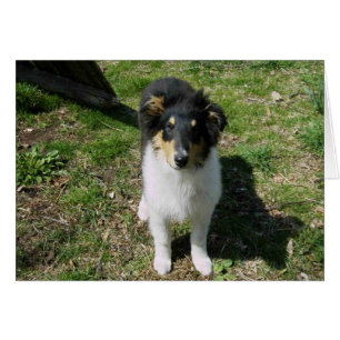 Collie Pup